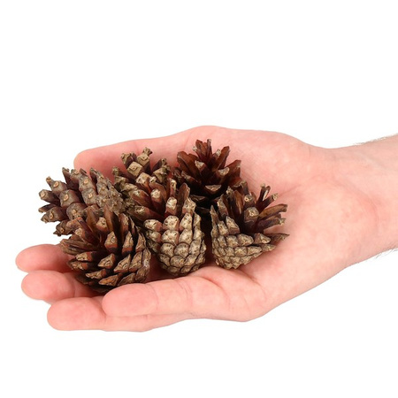 Szyszki sosnowe 6 szt. dekoracyjne szyszki do stroików