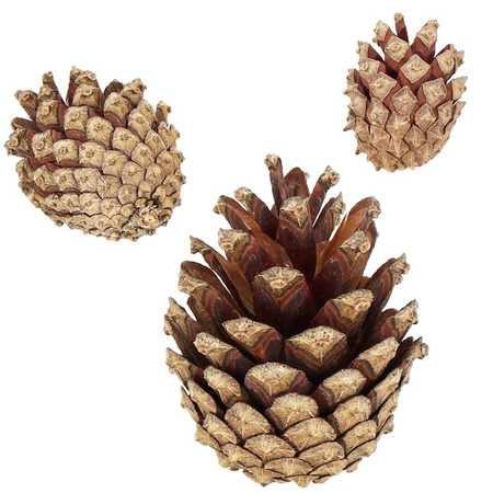 Szyszki sosnowe 500g dekoracyjne szyszki do stroików