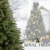 Choinka sztuczna Premium Royal Trees 240 cm sosna PE z stojakiem, drzewko