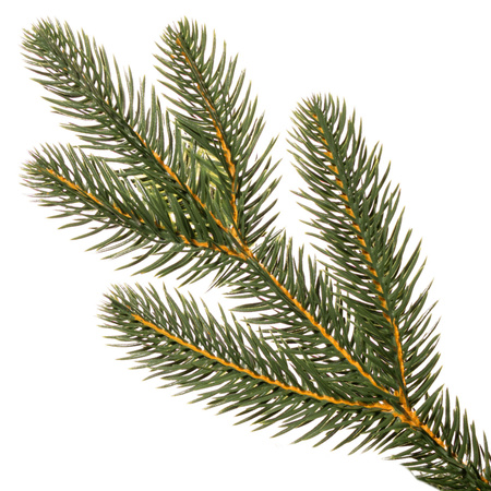 Choinka sztuczna Premium Royal Trees 240 cm sosna PE z stojakiem, drzewko