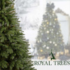 Choinka sztuczna Premium Royal Trees 180 cm sosna PE z stojakiem, drzewko