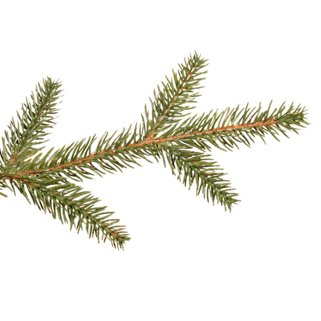 Świerk naturalny, drzewko świąteczne 220 cm choinka sztuczna, produkcja polska