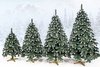 Choinka sztuczna, ośnieżona 180 cm Premium Royal Trees świąteczne drzewko, sosna diamentowa
