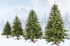 Choinka sztuczna Premium Royal Trees 150 cm świerk kaukaski z stojakiem, drzewko 