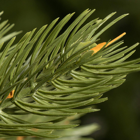 Choinka sztuczna premium 180 cm sosna naturalna