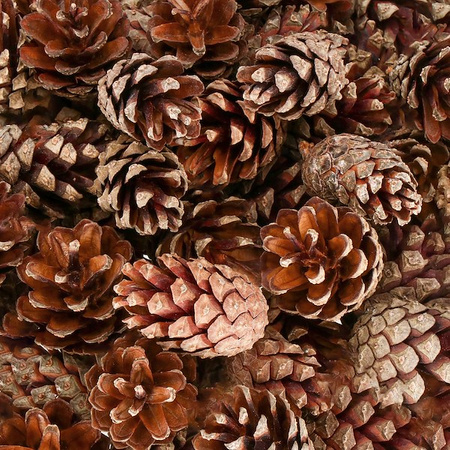 Szyszki sosnowe 500g dekoracyjne szyszki do stroików