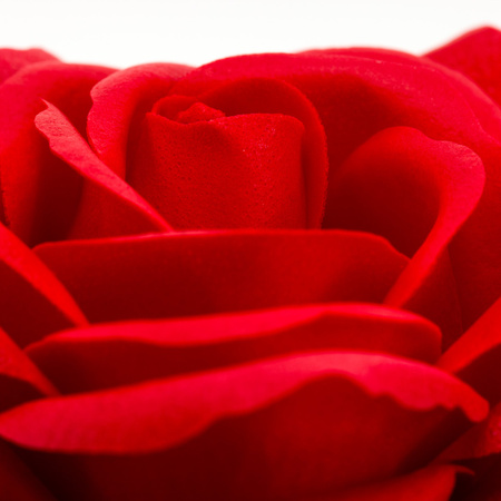 Wieczna róża z naszyjnikiem i pudełkiem prezentowym na dzień kobiet walentynki dla niej