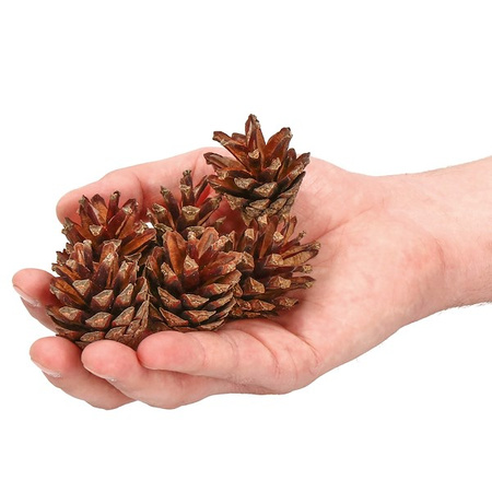 Szyszki sosnowe 500g dekoracyjne szyszki do stroików