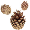 Szyszki sosnowe 500g dekoracyjne szyszki do stroików