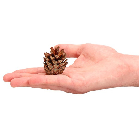 Szyszki sosnowe 6 szt. dekoracyjne szyszki do stroików