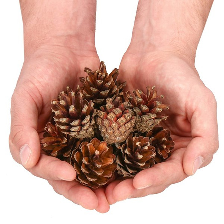 Szyszki sosnowe 6 szt. dekoracyjne szyszki do stroików