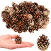 Szyszki sosnowe 500g dekoracyjne szyszki do stroików
