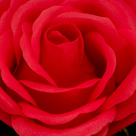 Wieczna róża z naszyjnikiem i pudełkiem prezentowym na dzień kobiet walentynki dla niej